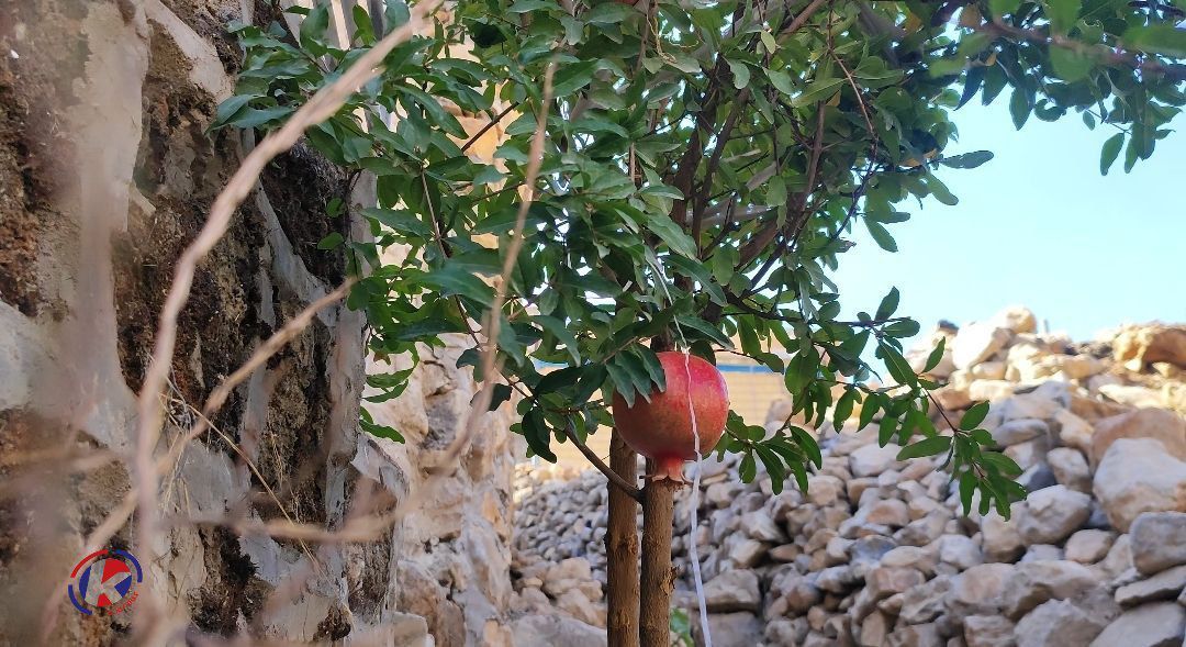 سرخترین لبخند پاییز در دل اورامانات